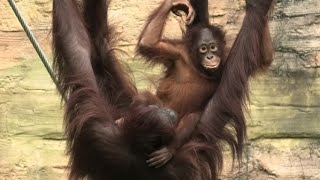 My comedy hour! by Kiki  私の面白い時間！キキ　Orangutan   Tama Zoological Park