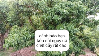 thời tiết khô hạn kéo dài anh em làm vải nên để ý và sử lý chánh để chết cây