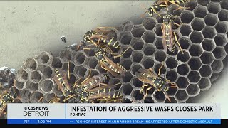 Infestation of aggressive wasps closes Pontiac park for almost a month