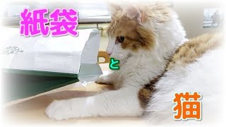 【もはや猫カフェ】紙袋と格闘するネコたち≪A paper bag and cats.≫