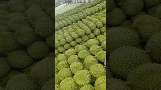 The Secret To Choosing Ri6 Durian Naturally Ripe And Delicious #ri6 #durian