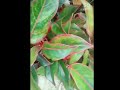 aglaonema varieties in our house ഞങ്ങളുടെ വീട്ടിലെ അഗ്ലോനിമ ചെടികൾ