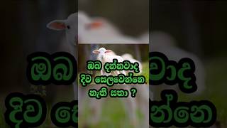 ඔබ දන්නවාද දිව සෙලවෙන්නෙ නැති සතා ? 😱😱