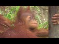 赤ちゃんオランウータン ポポ 01 生後3ヶ月