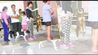 狂犬病人用疫苗只夠130人打 有錢也打不到