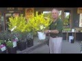 How To Add Color To Your Landscape Show-Off Starlet Forsythia