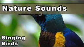 Beautiful Relaxing Music with river, bird sounds - relaxing music
