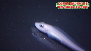 “幻”の深海魚・カンテンゲンゲ　偶然と飼育員の工夫で国内初の展示＜アクアマリンふくしま＞ (22/02/26 20:20)