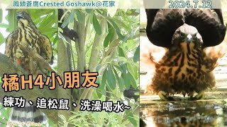 20240712 橘H4小朋友練功、追松鼠、洗澡喝水~【花家│鳳頭蒼鷹Crested Goshawk】