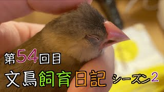 文鳥飼育日記シーズン2第54回目