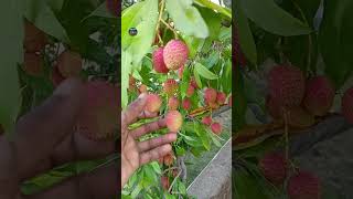 litchi tree লিচু গাছ 😍 #shorts