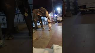 വരവ് കണ്ടാൽ അറിയാം റോക്കി ഭായ് 💥kerala elephant lovers #