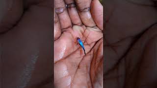 இந்த அழகான Guppy களை Mixed Tank ல விடப்போறோம் 😔 | Shadow Fish | Shorts