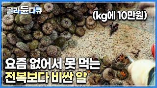 요즘 젊은 사람들에게 인기라는 이것! 구룡포 해녀 군단이 잡는 최고급 말똥성게│구룡포 모리국수│한국기행│#골라듄다큐