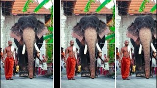 ❤️❤️❤️മച്ചാട് കർണ്ണൻ ❤️❤️❤️#aathinithin #elephant #anapremi #aanapranthan #keralaelephant