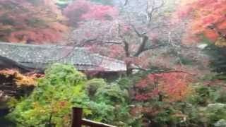 雨の紅葉岩倉実相院