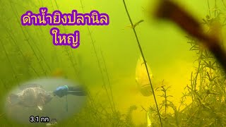 ดำน้ำยิงปลานิลใหญ่ fish Diving