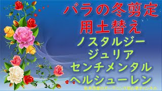 令和7年(2025年)　バラの冬剪定と用土替え　木立バラ編　ノスタルジー　ジュリア　センチメンタル　ヘルシューレン【Flower Vlog225】