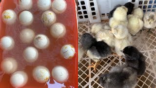 Egg float viability test Late hatching