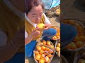 rural farmer harvesting fresh sweet pepino melon fruit from farm shorts fruit