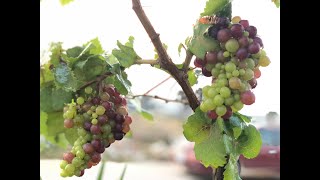 បច្ចេកទេសដាំទំពាំងបាយជូរ Vineyard Cultivation Techniques