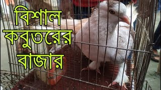 বিশাল কবুতরের বাজার | পায়রা বাজার | Big Pigeon Market | Pigeon Price In Bangladesh