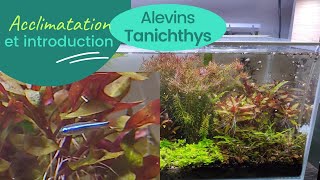 Comment acclimater et introduire des poissons (acclimatation alevins Tanichthys)