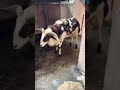 😍 அழகிய எட்டயபுரம் பொட்டு கிடாய் 💫 goat sheep ettayapuram goats farming trending shorts