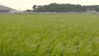 銀の稲ヒゲ「女神のほほえみ」　田んぼ　ドローン撮影（希少映像）