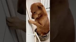 Dog funny reels 🤣 vadivel comedy sound Enjoy your smile 😁#comedy #funnyreel #funniestvideo