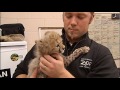 too cute video baby cheetahs