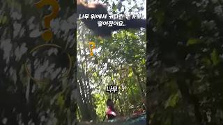 나무 위에서 커다란 뭔가가.. 떨어졌어요..