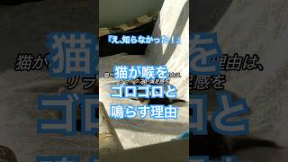 『え、知らなかった！』猫が喉をゴロゴロと鳴らす理由