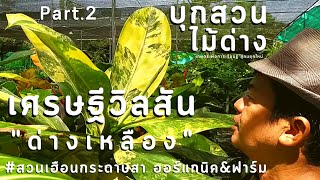 บุกสวน | เฮือนกระดาษสา ออร์แกนิค\u0026ฟาร์ม Part.2 เศรษฐีวิลสันด่างเหลือง/ปลูกไม้ด่างไม้ดอกไม้ประดับ