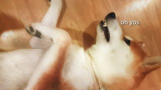 Sprincc cleen - MLIP / Ep 111 / Shiba Inu puppies