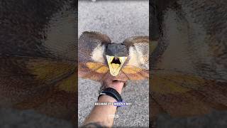 Frilled neck lizard #science #sciencefacts