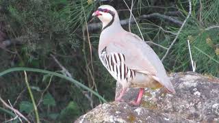 Chukar partridge Calling (Alectoris chukar) Νησιώτικη Πέρδικα - Πέρδικα - Cyprus.