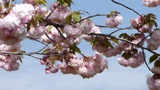 千葉県 【野田市の桜】　清水公園のハナガサが咲いていました。