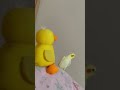 【オカメインコ❤️】うぐいすみたいなオカメインコ shorts cockatiel かわいい オカメインコ ルチノー ペット