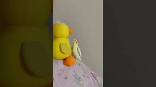 【オカメインコ❤️】うぐいすみたいなオカメインコ #shorts #cockatiel #かわいい #オカメインコ #ルチノー #ペット