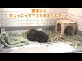 怒るとすごい勢いでおしっこを噴射するモルモット　my guinea pig pisses when she is angry.