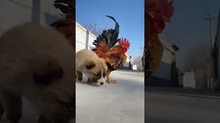 funny animals.7. #funny_animal_videos #funny_animals #funny_moment