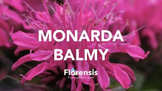 Florensis | Monarda Balmy