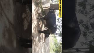 22 Month no banni bull #banni #bull #bannibuffalo #bannibull #bannibullfight #animal