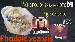 Наконец то переселяем муравьев! // муравьи Pheidole yeensis // #50