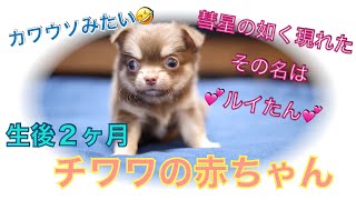 【チワワの赤ちゃん】わんこ生後２ヶ月！！チョコタン！新しい家族！初めてのお家！シャンプー！カワウソに似ている！癒し動画！