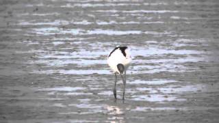 Pied Avocet