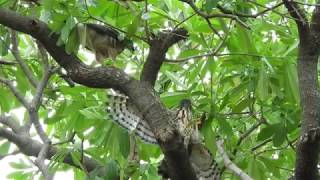 20180615 明和公園鳳頭蒼鷹 5