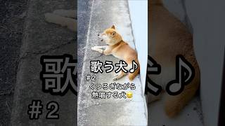 柴犬コロ 歌う犬♪😂 #柴犬コロ #歌う犬 #犬 #おもしろ #funny #shibainu #singingdog #dog