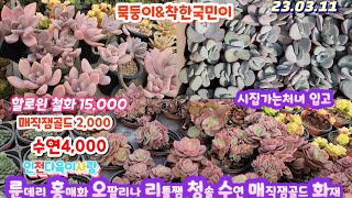 인천다육이사랑(1)2천원부터/룬데리.홍매화.오팔리나.리틀쨈.청솔.수연.매직쨈골드.시집가는처녀.올리비아.석연화.루비틴트.별의눈물.화재.할로윈철화.시트리나